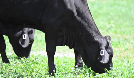 Picture of cows grazing